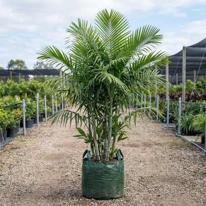Blue Cane Palm - Dypsis cabadae