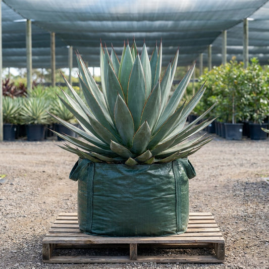 Blue Glow Agave - Agave 'Blue Glow'