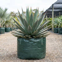 Blue Glow Agave - Agave ‘Blue Glow’