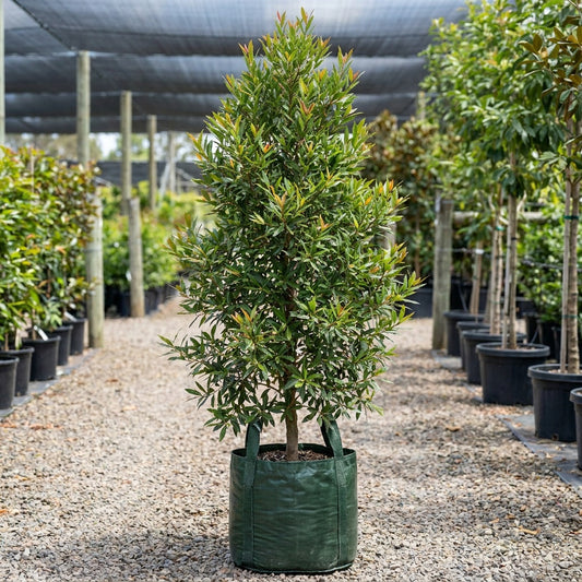 Blueberry Ash Tree - Elaeocarpus reticulatus