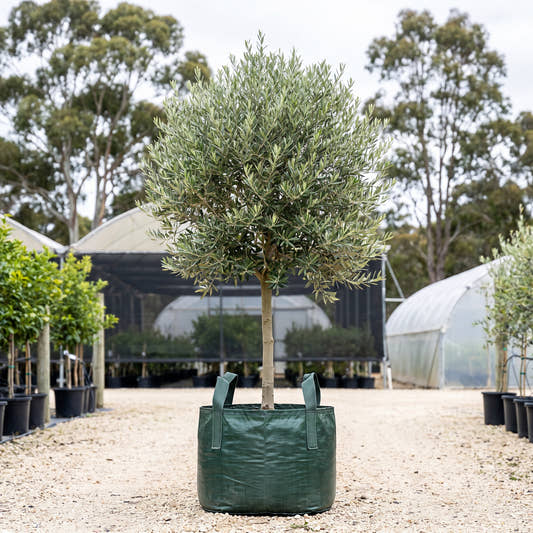 Manzanillo Olive (Standard) - Olea europaea ‘Manzanillo’