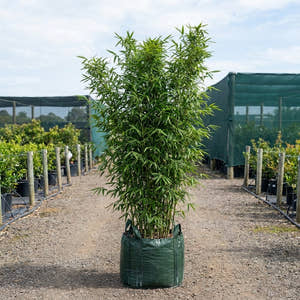 Bonnie Bamboo - Bambusa boniopsis