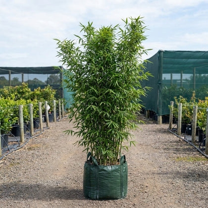 Bonnie Bamboo - Bambusa boniopsis