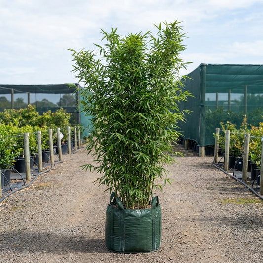 Bonnie Bamboo - Bambusa boniopsis
