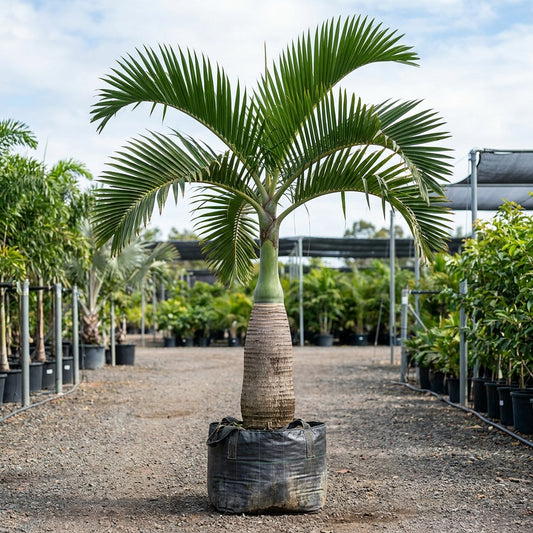 Bottle Palm - Hyophorbe lagenicaulis