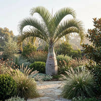 Bottle Palm - Hyophorbe lagenicaulis