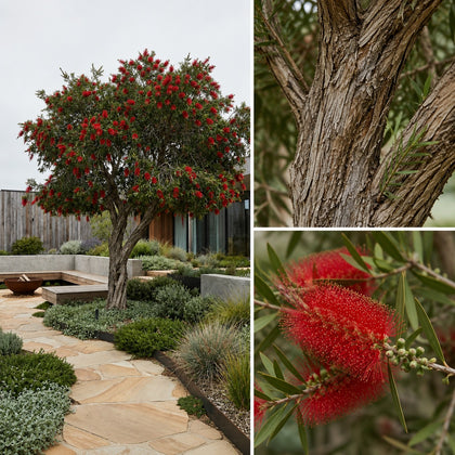 Bottlebrush Callistemon ‘Harkness’ - Callistemon ‘Harkness’