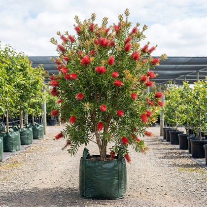 Bottlebrush Callistemon ‘Harkness’ - Callistemon ‘Harkness’