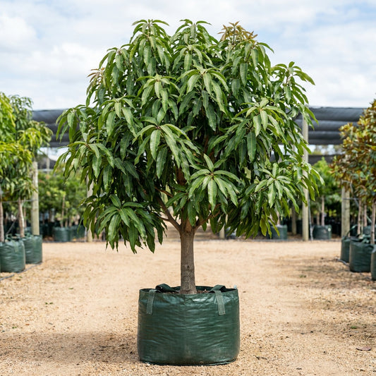 Bowen Mango Tree - Mangifera indica 'Bowen'
