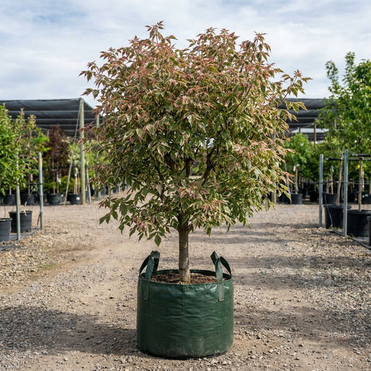 Boxelder Maple Tree - Acer negundo 'Flamingo'