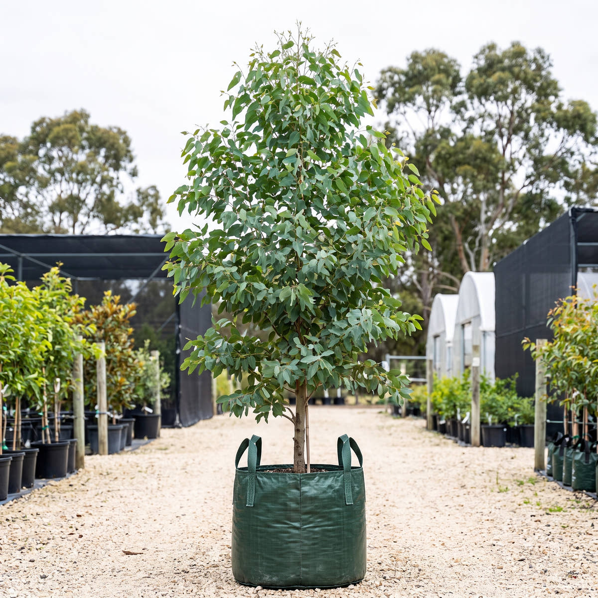 Sugar Gum - Eucalyptus cladocalyx