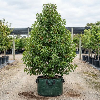 Bradford Pear - Pyrus calleryana 'Bradford'