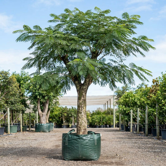 Brazilian Ironwood - Caesalpinia ferrea