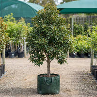 Brisbane Box - Lophostemon confertus