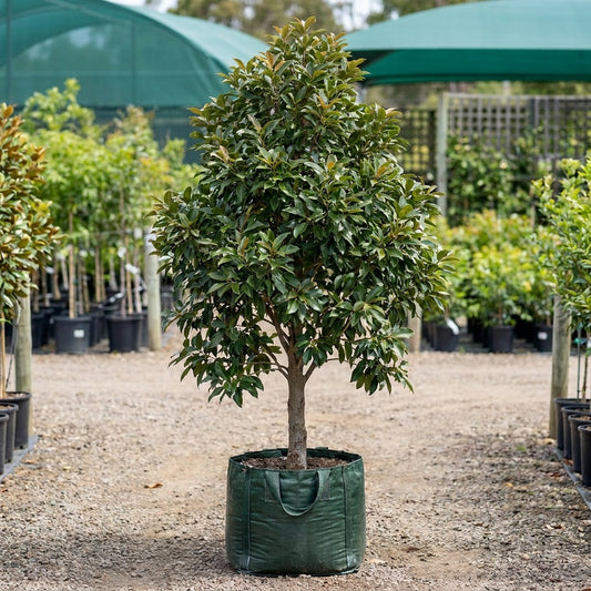 Brisbane Box - Lophostemon confertus