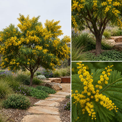 Brisbane Golden Wattle - Acacia fimbriata
