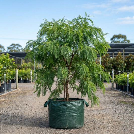 Brisbane Golden Wattle - Acacia fimbriata