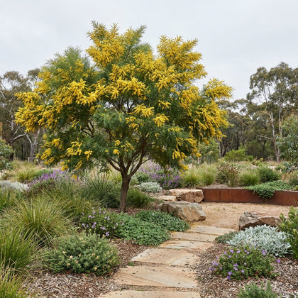 Brisbane Golden Wattle - Acacia fimbriata