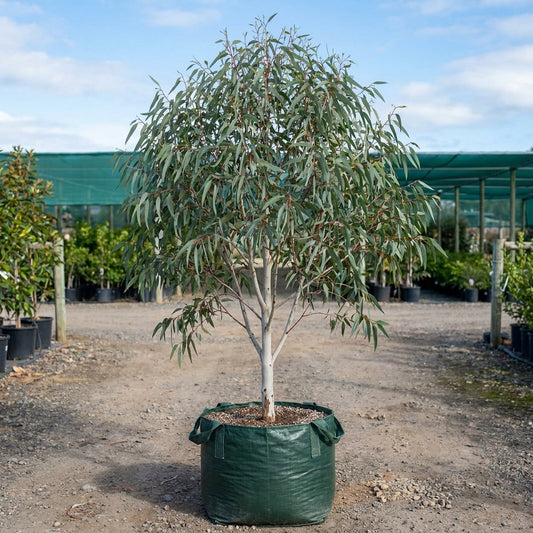 Brittle Gum - Eucalyptus mannifera