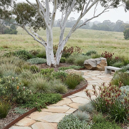Brittle Gum - Eucalyptus mannifera