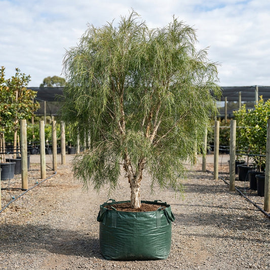 Broad Leaf Melaleuca - Melaleuca leucadendra 'Broad Leaf'