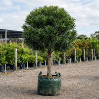 Brown Pine - Podocarpus elatus