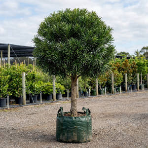 Brown Pine - Podocarpus elatus