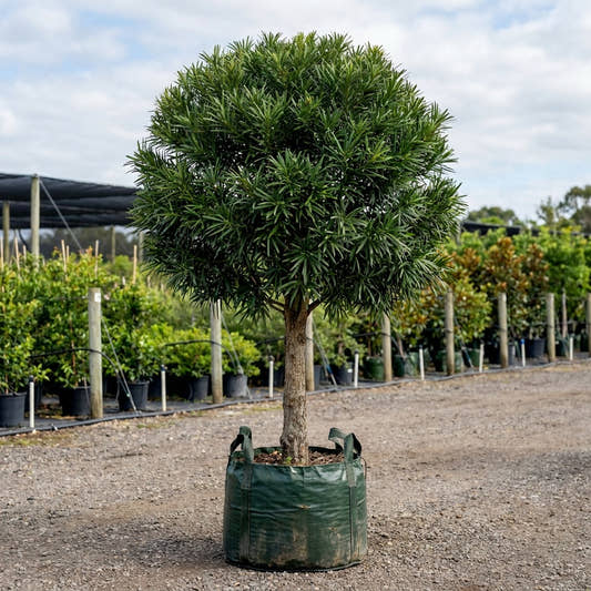 Brown Pine - Podocarpus elatus