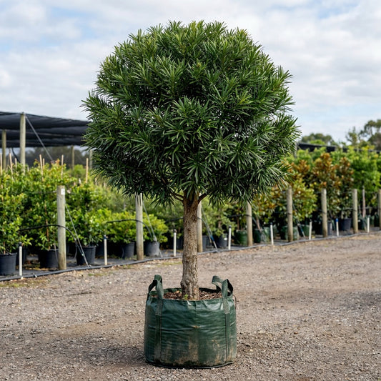 Brown Pine - Podocarpus elatus