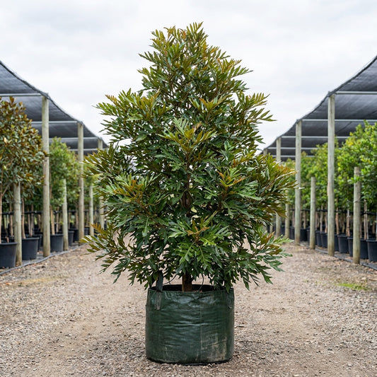Brown Silky Oak - Grevillea baileyana