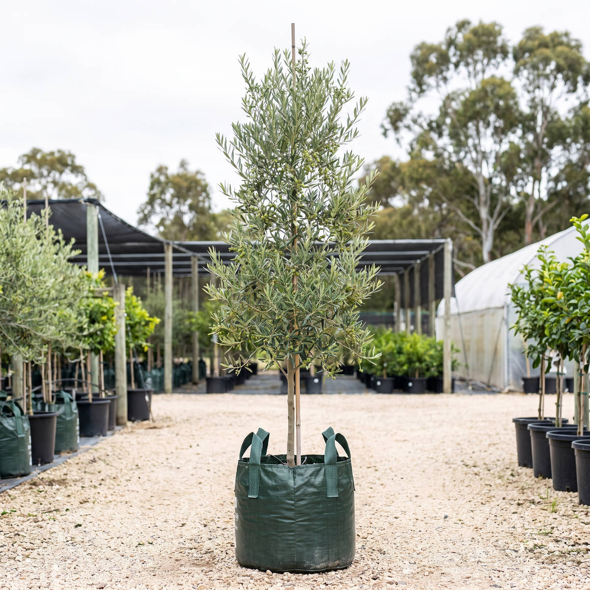 Del Morocco Olive - Olea europaea ‘Del Morocco’