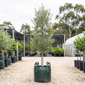 Del Morocco Olive - Olea europaea ‘Del Morocco’