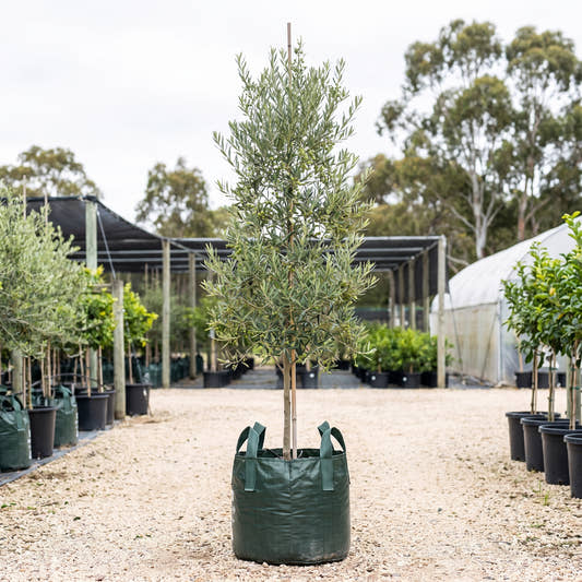 Del Morocco Olive - Olea europaea ‘Del Morocco’