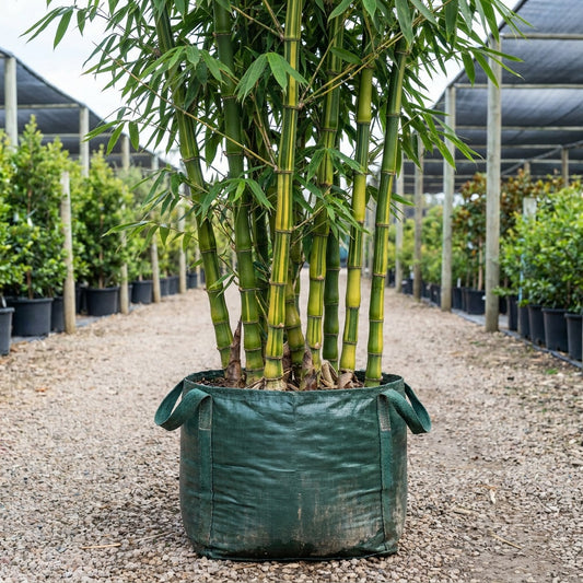 Buddha's Belly Bamboo - Bambusa vulgaris 'Wamin'