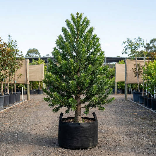 Bunya Pine Tree - Araucaria bidwillii
