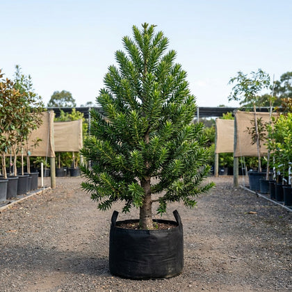 Bunya Pine Tree - Araucaria bidwillii