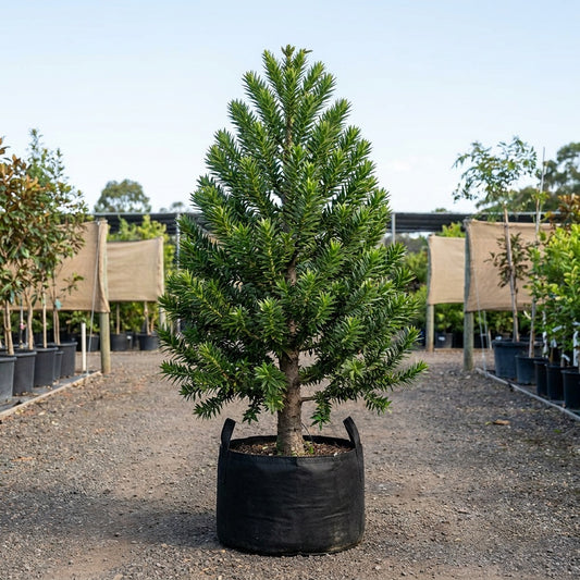 Bunya Pine Tree - Araucaria bidwillii