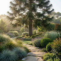 Bunya Pine Tree - Araucaria bidwillii
