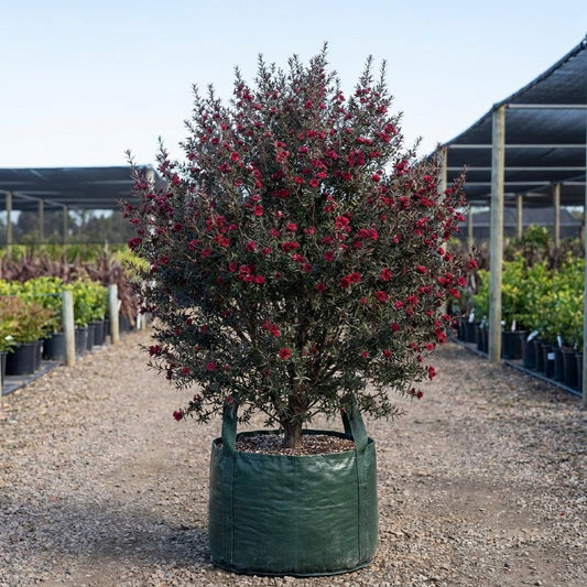 Burgundy Queen Tea Tree - Leptospermum scoparium 'Burgundy Queen'