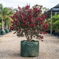 Burgundy Queen Tea Tree - Leptospermum scoparium ‘Burgundy Queen’