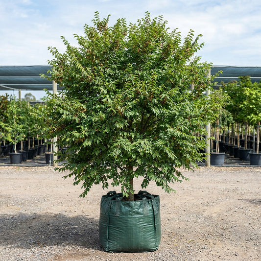 Burnley Select Chinese Elm - Ulmus parvifolia 'Burnley Select'