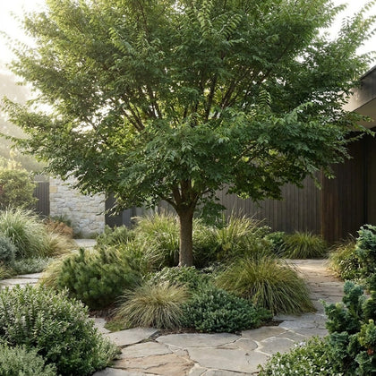 Burnley Select Chinese Elm - Ulmus parvifolia 'Burnley Select'