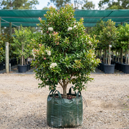 Bush Christmas Lilly Pilly - Syzygium australe 'Bush Christmas'