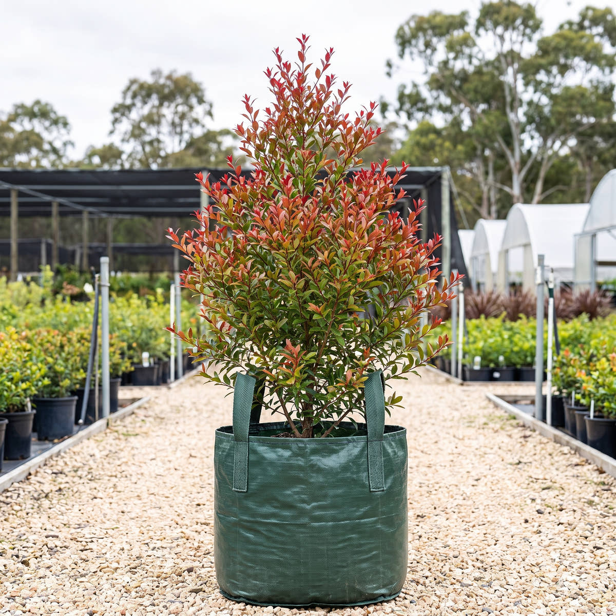 Claret Tops Snow in Summer - Melaleuca linariifolia ‘Claret Tops’