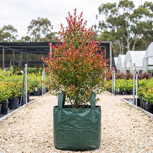 Claret Tops Snow in Summer - Melaleuca linariifolia ‘Claret Tops’