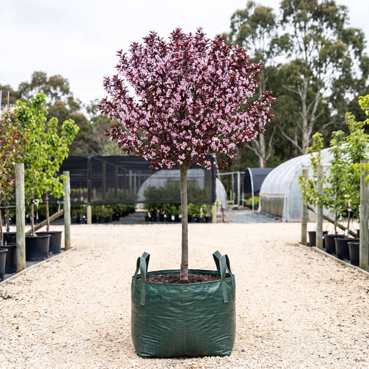 Purple Leaf Flowering Plum (Standard) - Prunus cerasifera ‘Nigra’