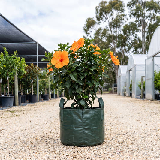 Orange Adonicus Hibiscus - Hibiscus ‘Flamenco Adonicus Orange’