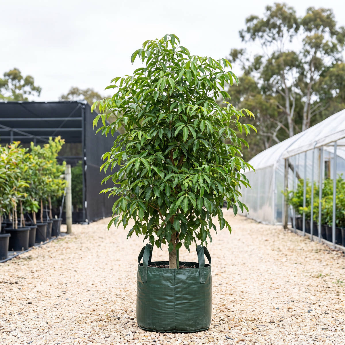 Blush Little Evodia - Melicope rubra ‘Blush’
