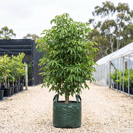 Blush Little Evodia - Melicope rubra ‘Blush’