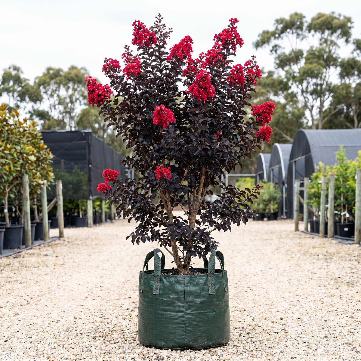 Diamonds in the Dark Red Hot Crepe Myrtle - Lagerstroemia indica ‘Red Hot’